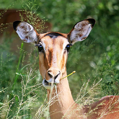 Kruger-Nationalpark