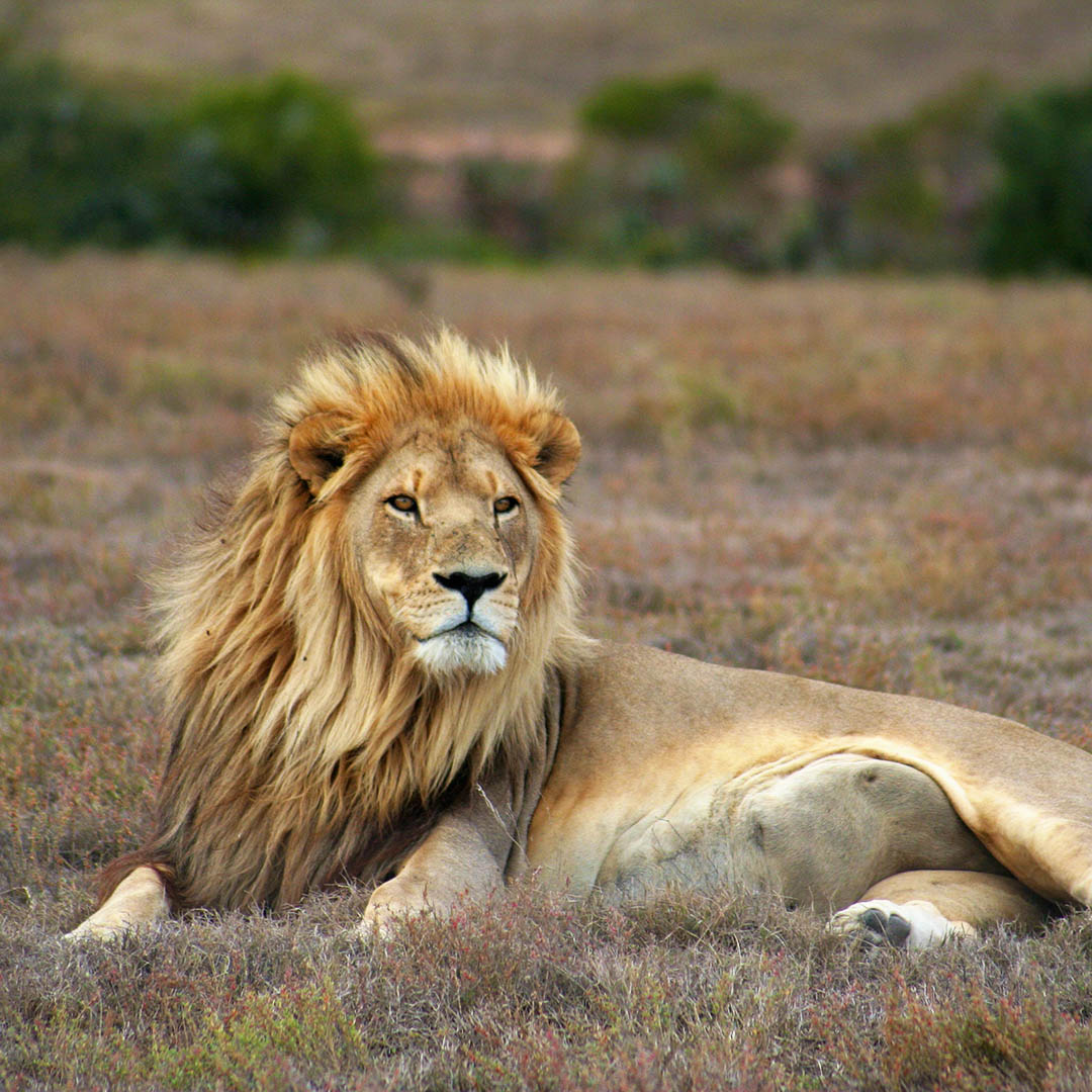 Südafrika Südafrika